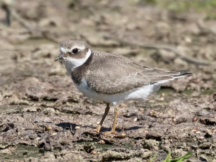 Common Ringed Plover