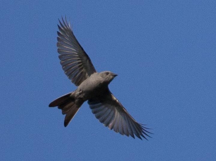Shear-tailed Grey Tyrant