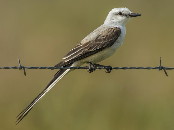 Scissor-tailed Flycatcher