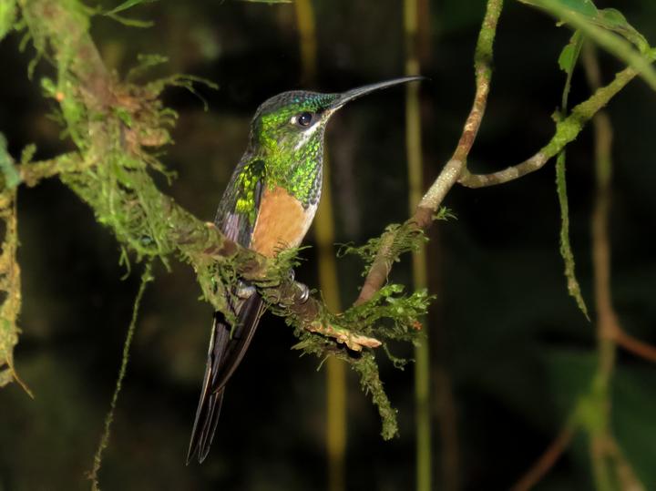 Scissor-tailed Hummingbird