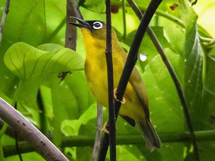 Ranongga White-eye