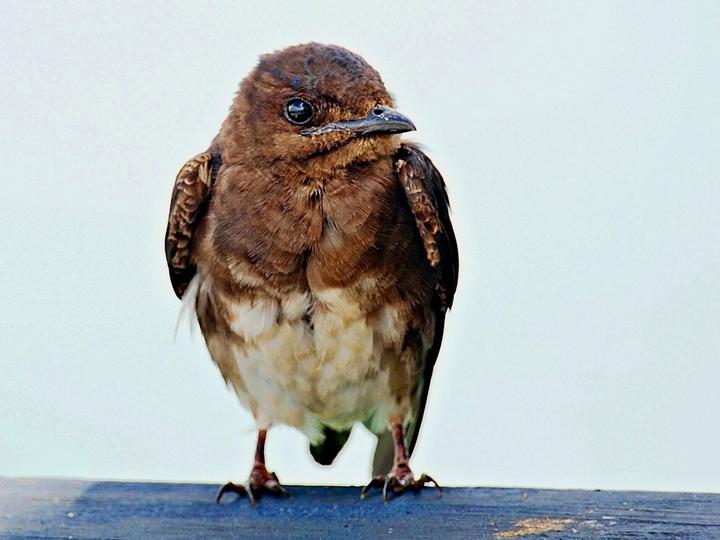 Caribbean Martin