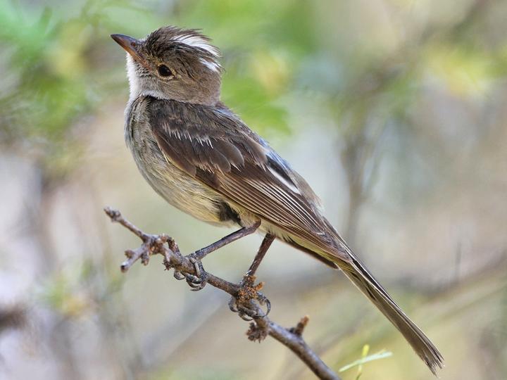 Caribbean Elaenia