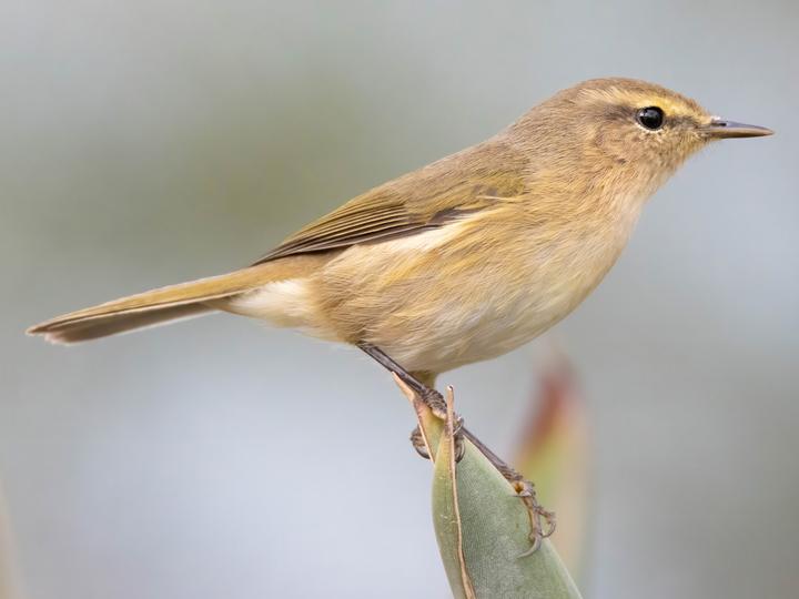 Canary Islands Chiffchaff