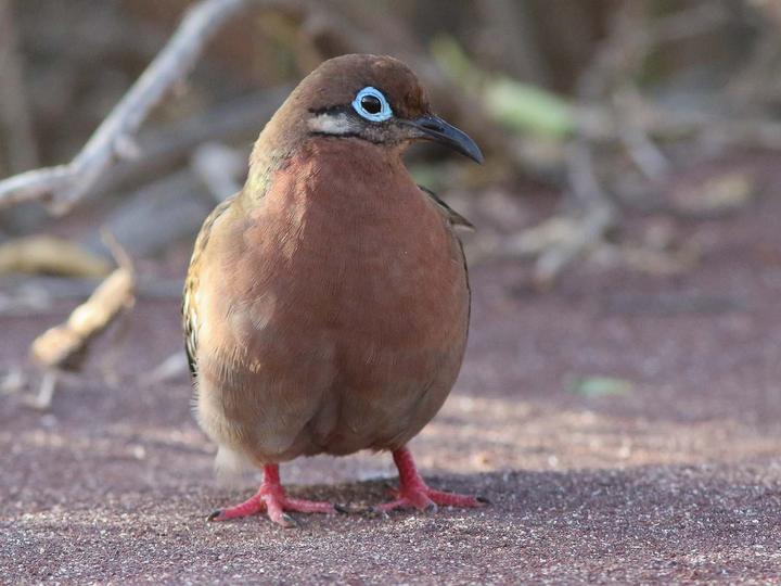 Galapagos Dove