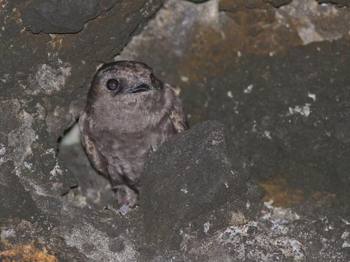 Galapagos Martin