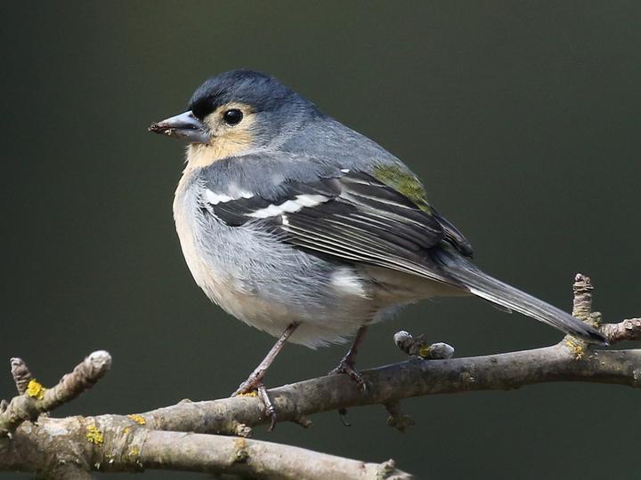 Canary Islands Chaffinch