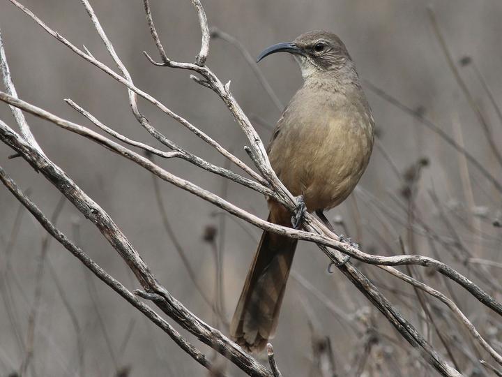 California Thrasher