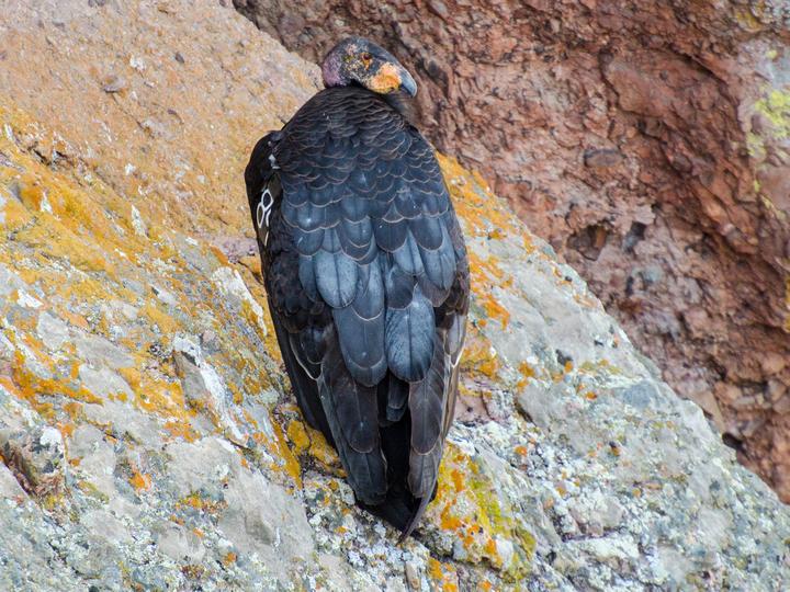 California Condor