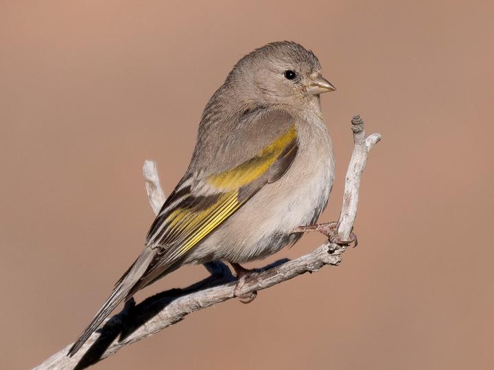 Lawrence's Goldfinch