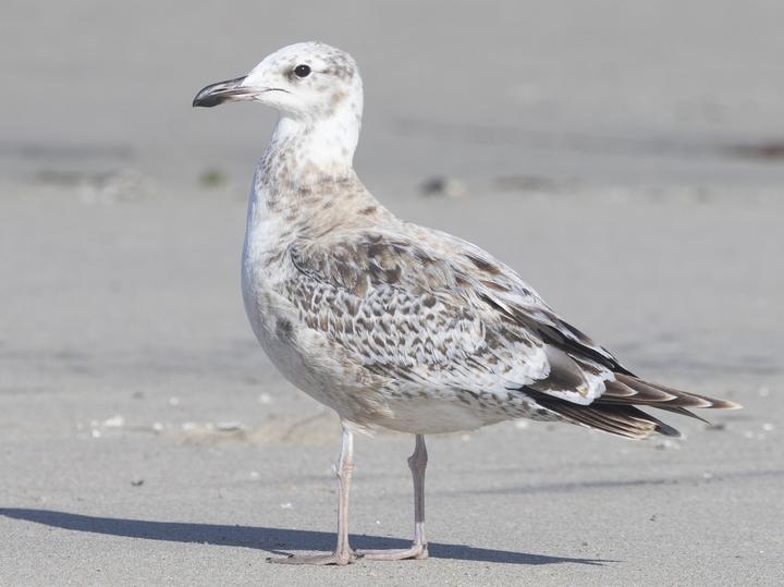 California Gull