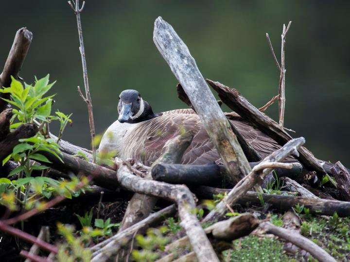 Canada Goose