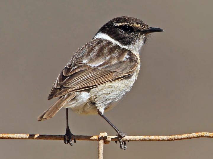 Canary Islands Stonechat