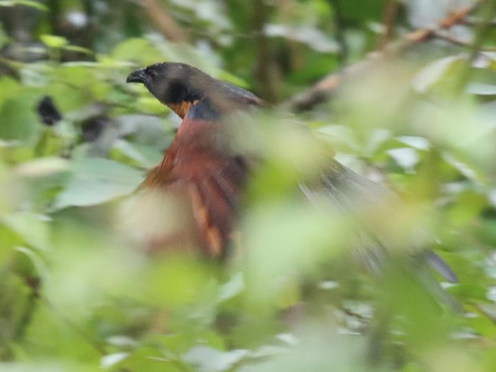 Gabon Coucal
