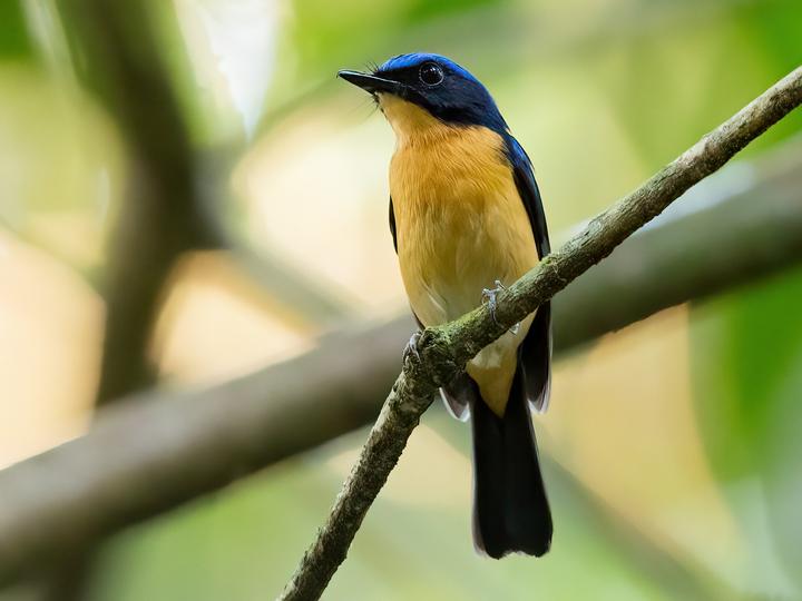 Bornean Blue Flycatcher