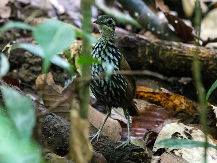 Bornean Wren-Babbler