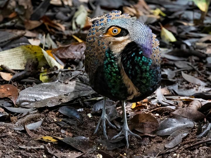 Bornean Peacock-Pheasant