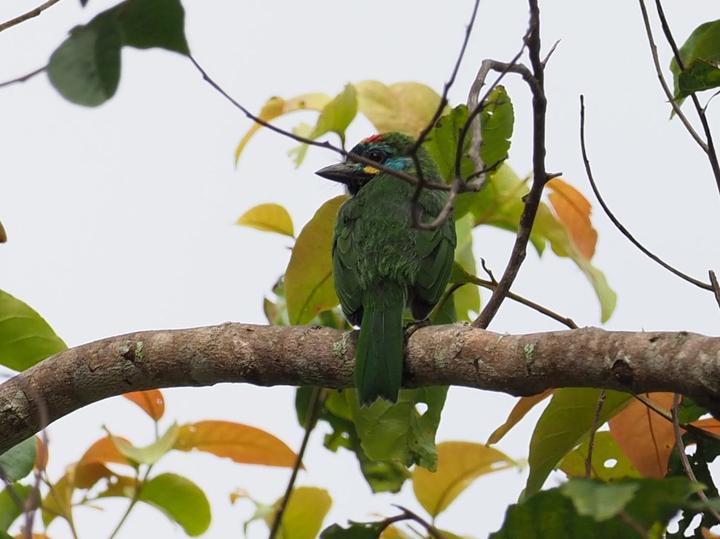 Bornean Barbet
