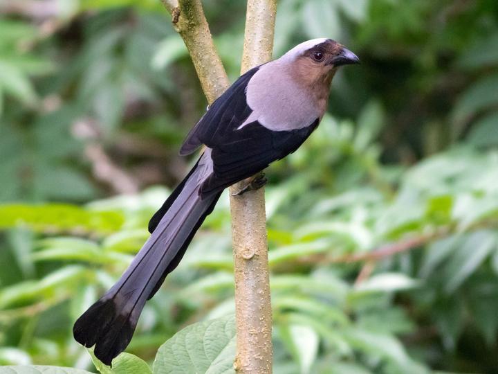 Bornean Treepie