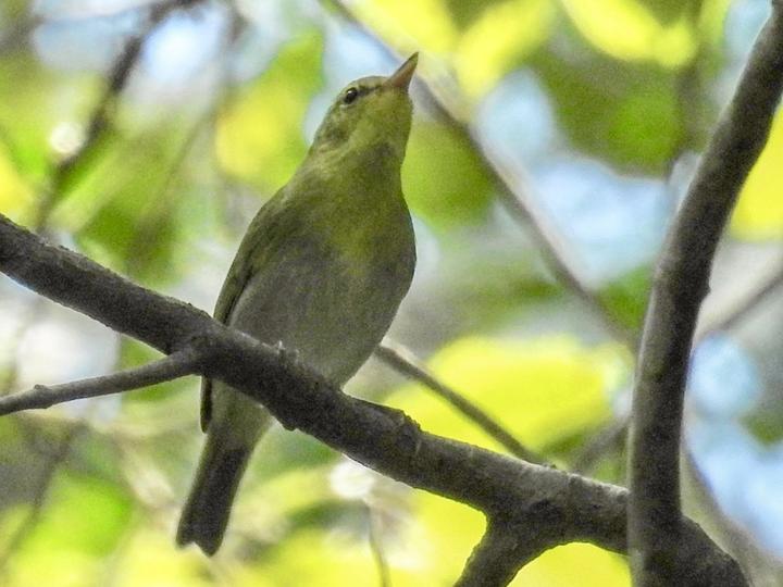 Laura's Woodland Warbler