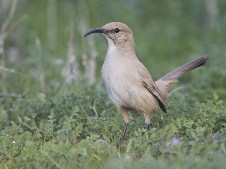 LeConte's Thrasher