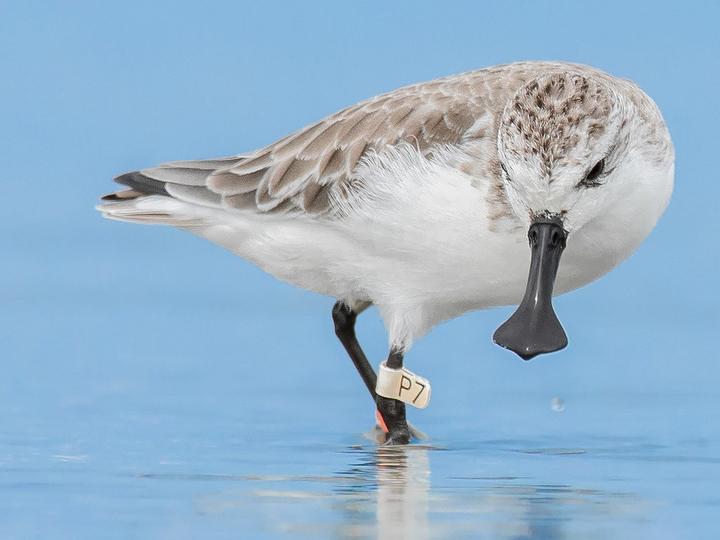 Spoon-billed Sandpiper