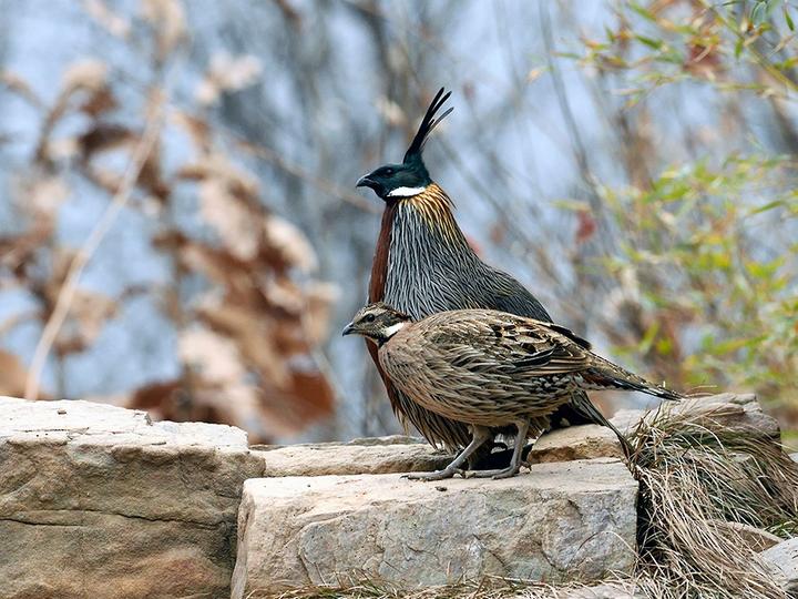 Koklass Pheasant