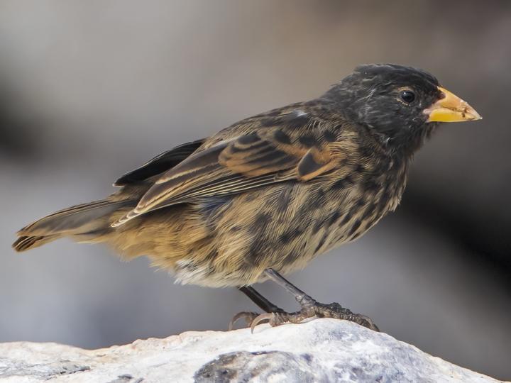 Vampire Ground Finch