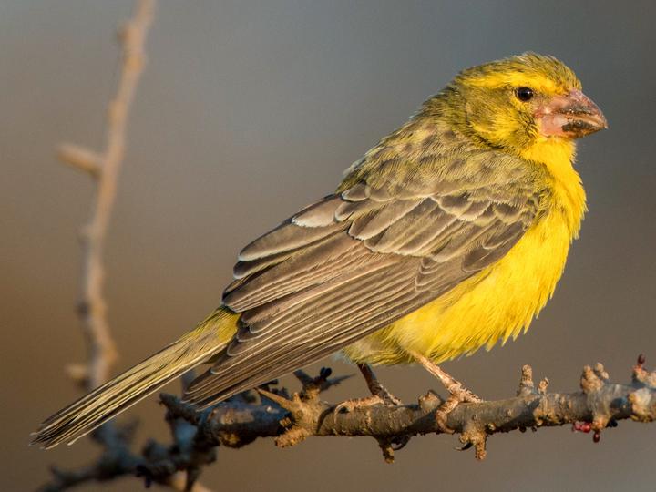 Northern Grosbeak-Canary
