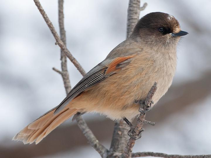 Siberian Jay