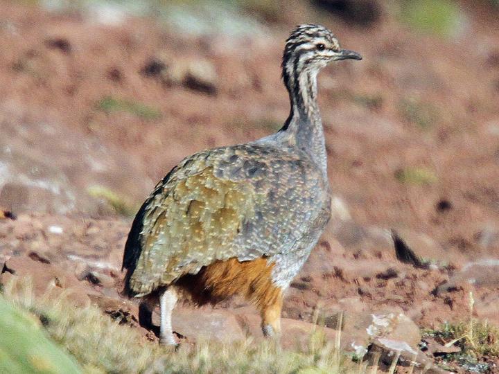Puna Tinamou