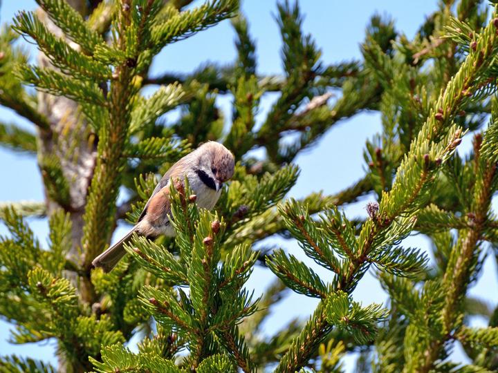Boreal Chickadee