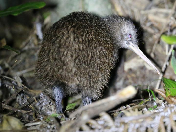North Island Brown Kiwi