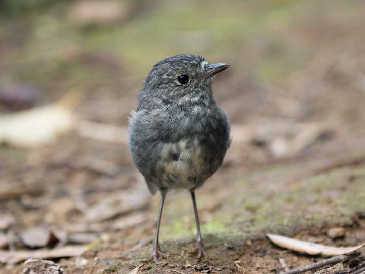 North Island Robin