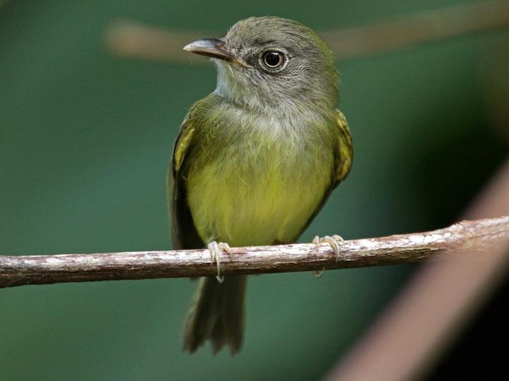 Northern Bentbill