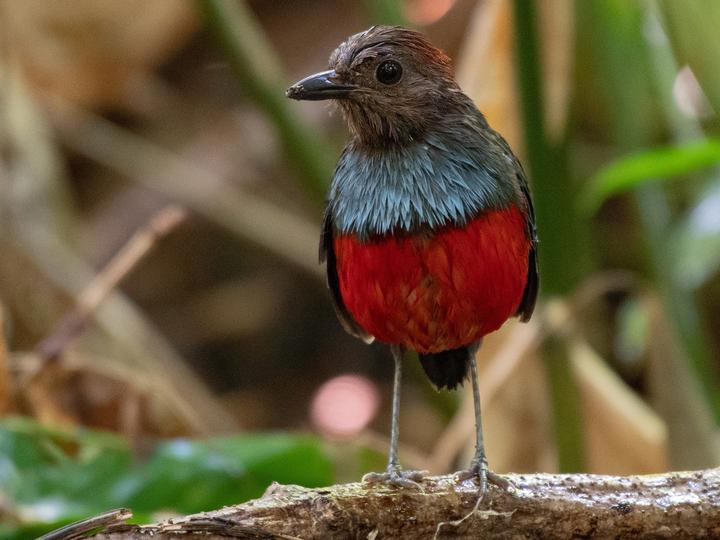 North Moluccan Pitta