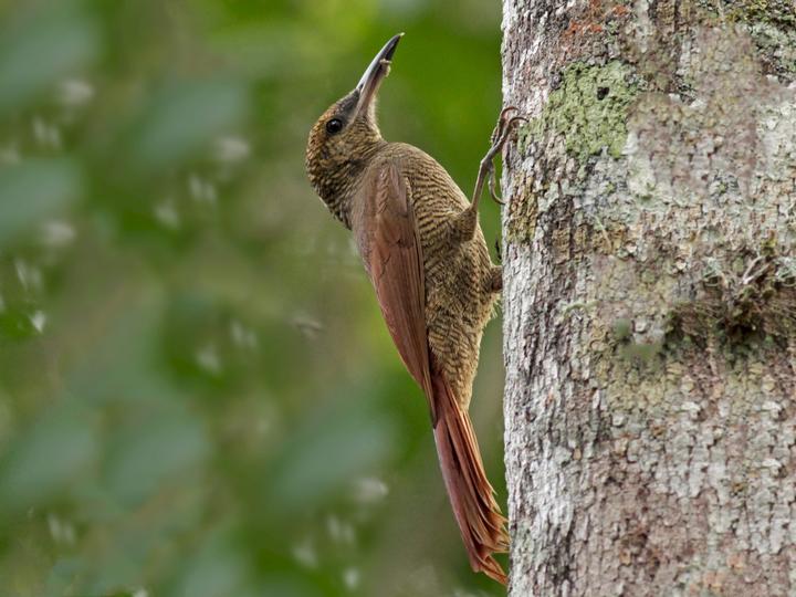 Northern Barred Woodcreeper
