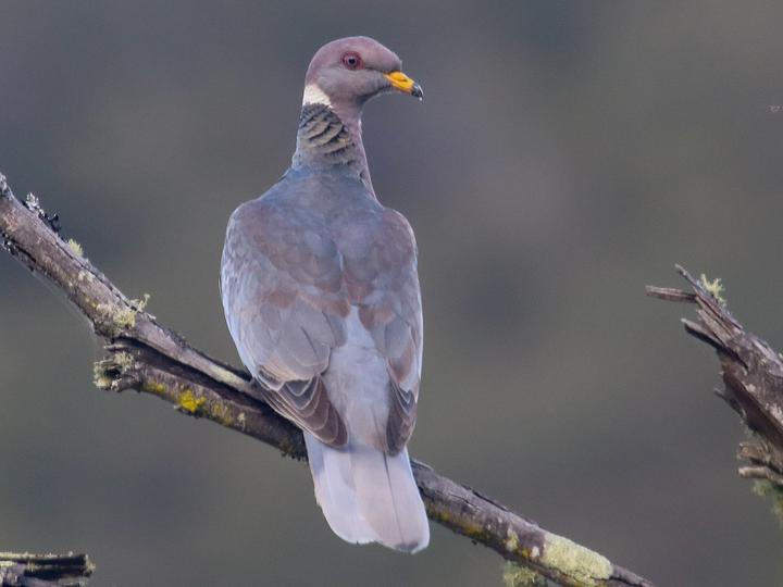 Band-tailed Pigeon