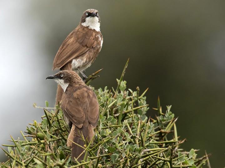 Northern Pied Babbler
