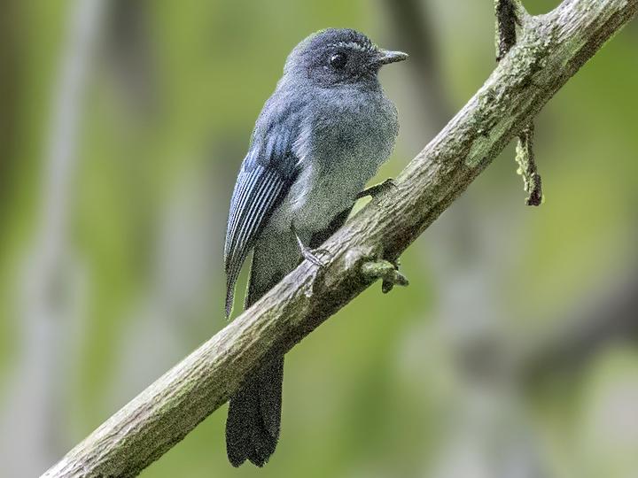 Visayan Blue Fantail