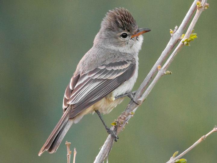 Northern Beardless Tyrannulet