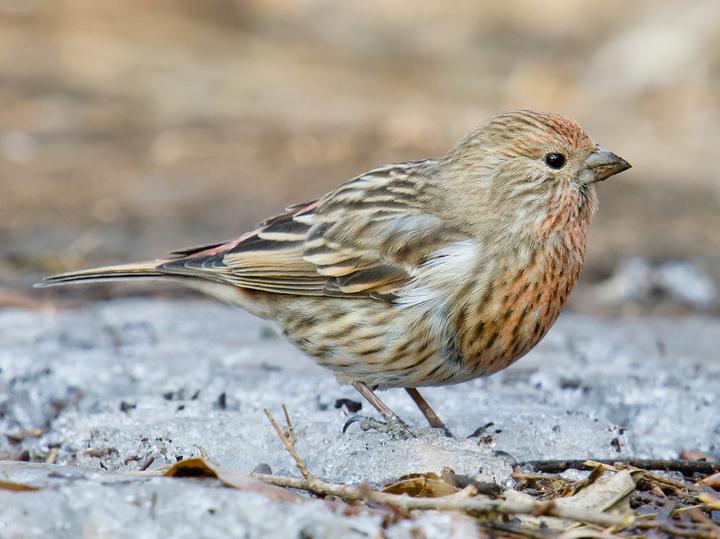 Pallas's Rosefinch