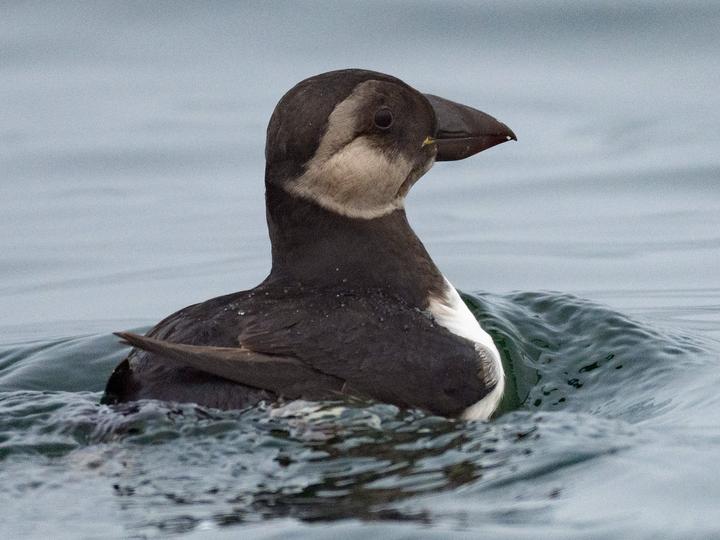 Atlantic Puffin