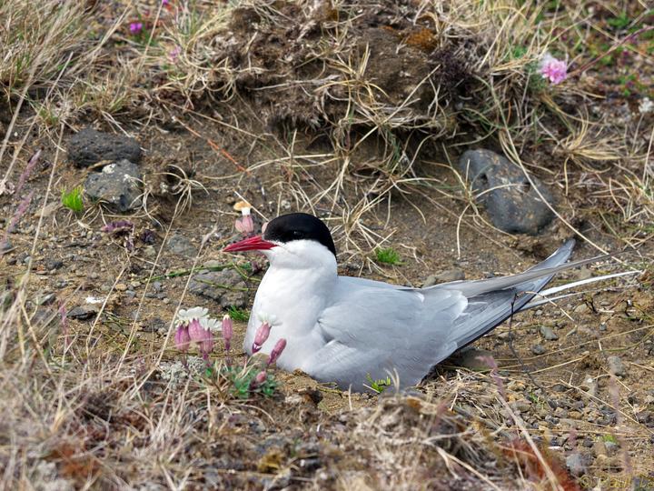 Arctic Tern