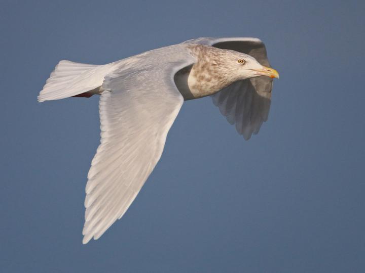 Glaucous Gull