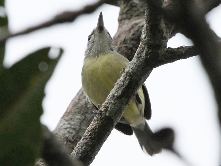Rusty-winged Antwren