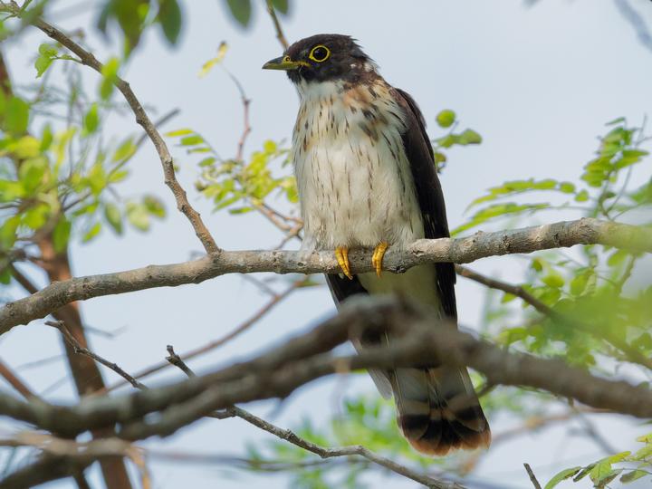 Northern Hawk-Cuckoo
