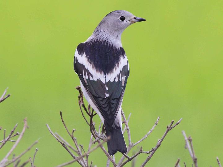 Daurian Starling