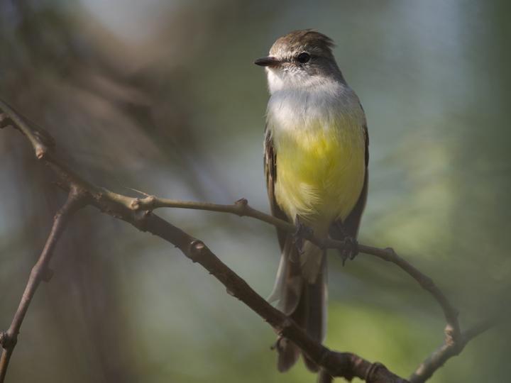 Northern Scrub Flycatcher