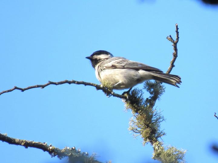 Miombo Tit